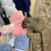 町田リス園のリス
