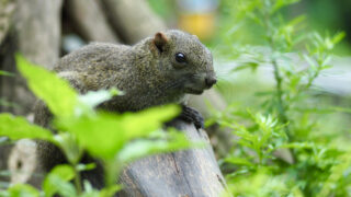 町田リス園、木の上のリス