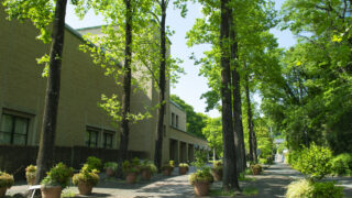 町田市立国際版画美術館の並木道