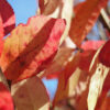 小山内裏公園の紅葉