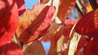 小山内裏公園の紅葉