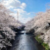 恩田川の桜名所