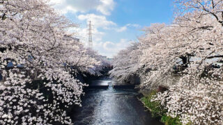 恩田川の桜名所
