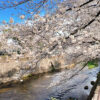 恩田川の桜並木