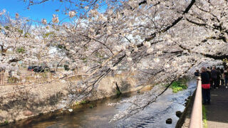 恩田川の桜並木