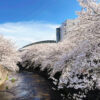 恩田川の桜と町田市立総合体育館