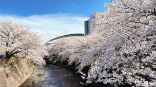 恩田川の桜と町田市立総合体育館