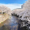 恩田川の桜と町田市立総合体育館