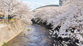恩田川の桜と町田市立総合体育館