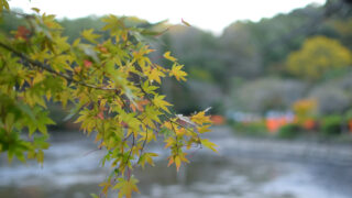 薬師池公園