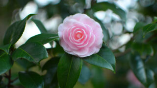 薬師池公園