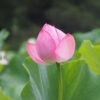 薬師池公園