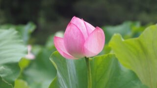 薬師池公園