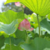 薬師池公園