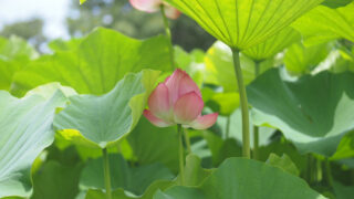 薬師池公園