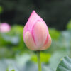 薬師池公園
