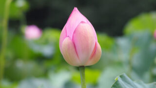 薬師池公園