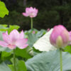 薬師池公園