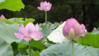 薬師池公園
